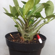 tanaman hias adenium arabicum adenium karakter bonsai KM x NS DD