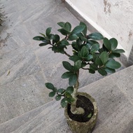 Bonsai Ficus Microcarpa pokok hidup
