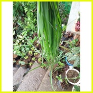 ♞Available Live Plants For Sale (Citronella Ship Out With Out Leaves)