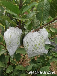 1KG Túi Xốp Bọc ổi đã lồng thun hàng dày