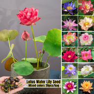 20 ชิ้น/แพ็ค 100% Real Lotus Water Lily Seed บัวแคระญี่ปุ่น ด้วยใบไม้หลากสีที่สวยงาม ของแต่งบ้านสวน เมล็ดบอนสี ต้นไม้มงคล บัวน้ำ พืชไฮโดรโปนิกส์ บอนไซแคระ ต้นไม้ฟอกอากาศ บอนสี เมล็ดดอกไม้ Plants ต้นไม้ประดับ - Seeds for Planting - ปลูกง่าย ปลูกได้ทั่วไทย