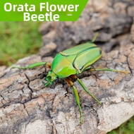 Live Insect Pet Horn Beetle Oritatta Flowers Stag Beetle Adult Larva