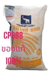 "🔥พันธุ์ข้าวซีพี888 CP888 พันธุ์ข้าวใหม่ พันธุ์ข้าวเหนียวหอม ซีพีไรซ์888 พันธุ์ ข้าวซีพี ราคาดี   (บ
