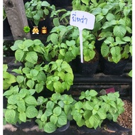 Ocimum gratissimum ต้นยี่หร่า Clove basil, Shrubby basil, African basil, Wild basil, Kawawya ,Kummel