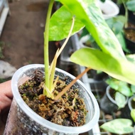 philodendron burlemarx variegata stang orange