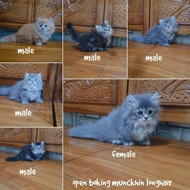 DISKON TERBATAS!!! Kucing kitten Munchkin PACKING AMAN