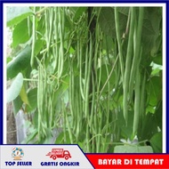 COD  Benih-Bibit Buncis Tegak Tala (Bintang Asia)  BLA02