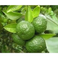 Bibit Jeruk Limo tanaman jeruk Limau Sambal