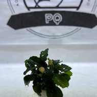 AQUARIUM PLANT Bucephalandra