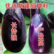 Extra Large Beef Heart Eggplant Seed Can Eggplant Seed Purple Handle Purple Black Eggplant Four Seas