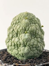 凝蹄玉｜Pseudolithos migiurtinus ｜———｜塊根植物｜象牙宮｜龜甲龍｜曲刺妖炎｜橄欖｜象足漆樹｜多肉植物｜龍舌蘭｜嚴龍｜