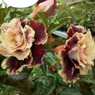 ADENIUM JAPANESE FRANCISCO SEEDLINGS, STACKED FLOWERS - GOLDEN HOVEL