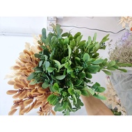 ASALL peanut leaves Eucalyptus Leaves Leaves peanut Leaves, peanut leaves, turmeric leaves, decorati