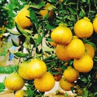 Terlaris Bibit jeruk dekopon sudah berbuah