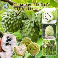 [Fast Germination/COD] 100% Original Fresh Custard Apple Seeds for Planting Fruits - Annona squamosa