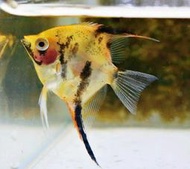 【成崧水族】紅魔鬼神仙 神仙魚 紅魔鬼神仙 神仙