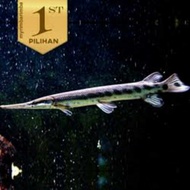 Tanaman air aligator gar/florida gar sz -+10cm