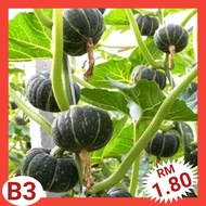 B3 Biji Benih Labu（6 +/-）/ Spotted Pumpkin Seeds / 谢南瓜种子 / Vagetable Seeds / 蔬菜种子