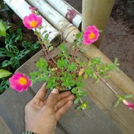 tanaman hias sutra bombai bunga pink -sby daun bulat