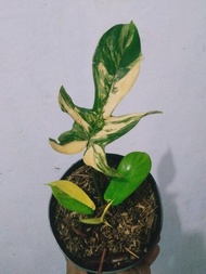 Tanaman Hias Philodendron Florida Beauty Variegata/ Philodendron Plobe