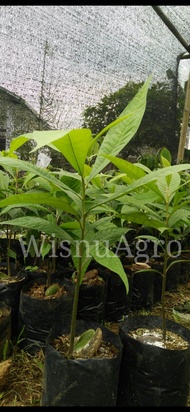 Bibit Buah Sawo Mamey Sapote