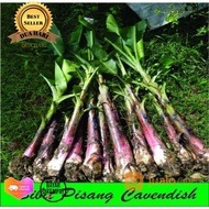 Bibit pisang cavendish ( bonggol )