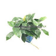 FLOWER LEAF CLEANING | SMALL LEAF BELLY - LARGE LEAF NANA - AQUARIUM STONE STICKER