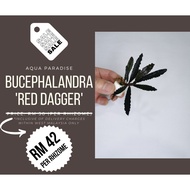 Bucephalandra 'Red Dagger'