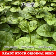 Benih Remayong / Malabar Spinach Seed / 木耳菜种子