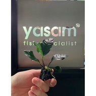 YASAM - Anubias Coffefolia on Stone Live Aquarium Plants 10-15cm Height