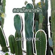 คอนโดนางฟ้า 100cm. ตัดสด ปราสาทนางฟ้า ตอคอนโดนางฟ้า ต้นคอนโดนางฟ้า Cactus แคคตัส กระบองเพชร คอนโดนาง