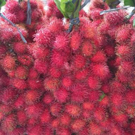Bibit Rambutan Parakan
