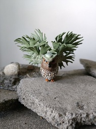 細菌鹿角蕨貓頭鷹