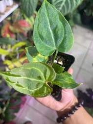 華麗 x 水晶花燭