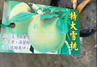 心栽花坊-特大雪桃/4吋/水蜜桃品種/嫁接苗/水果苗/售價180特價150