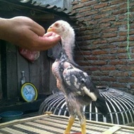 ANAK AYAM BANGKOK IMPORT SUPER ORI 2 - 3 BULAN Berkualitas