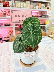 圓葉花燭 文青網美最愛 觀葉植物 喬遷誌慶 新居落成