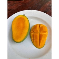 Mangga Harumanis Perlis