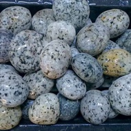 populer Batu koral Telur Puyuh 3-5cm 1kg