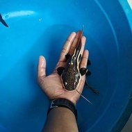 ikan lele rtc catfish Size 12-15 cm Ikan Hias Konsumsi Air Tawar