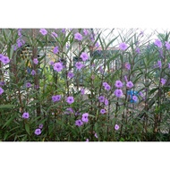 Real Plant Outdoor Plant pokok Bunga Ruellia Bunga Ungu Purple Flower (Keratan)