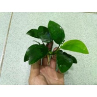 Anubias Nana size L