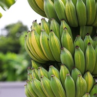 1 หน่อ ต้นกล้วย หน่อกล้วย กล้วย Banana Tree Plant ขนาดสูง 30-50 ซม สายพันธุ์ กล้วยน้ำว้าด่าง