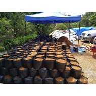 SABUT KELAPA@COCOPEAT hancur SIAP DALAM [ POLIBAG saiz16x16]