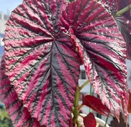 Ganohealth rare Begonia Brevirimosa 鱒鱼秋海棠 with 150mm pot direct from Cameron Highlands
