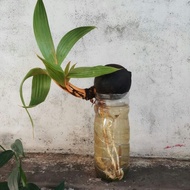 kelapa kuning minion - bonsai kelapa kuning - bibit kelapa minion