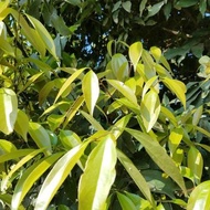 ❣1PCS Bay Leaf Seeds Laurel Plant Bayleaf Tree Seeds【COD】♗