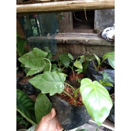 Philodendron Lacerum Live Plant