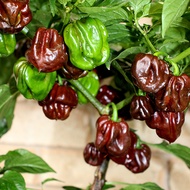 Choco Scotch Bonnet Seeds - Hot Pepper Seeds	  Rare Hot Pepper Seeds - Heirloom Hot Pepper Seeds Sco