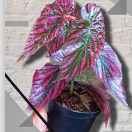 begonia rex